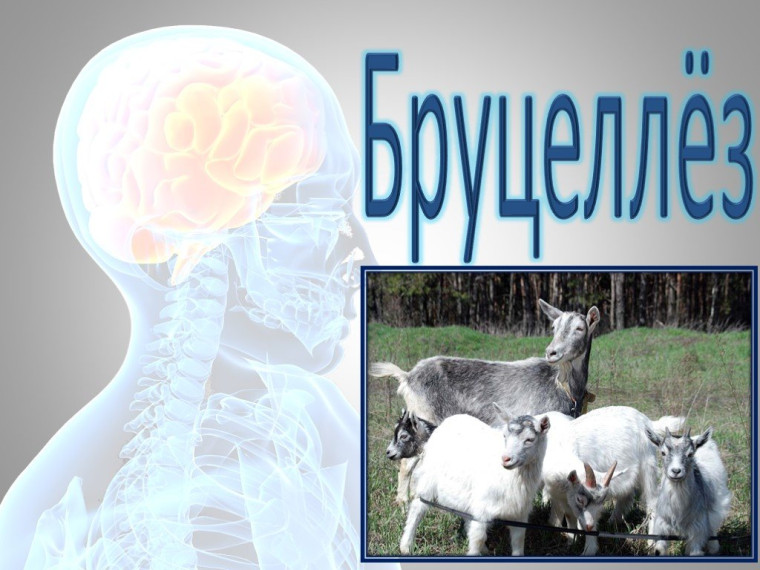 Профилактика бруцеллёза. Профилактика бруцеллёза.